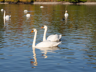Group of swan birds in lake in golden evening light