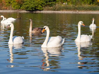 Group of swan birds in lake in golden evening light