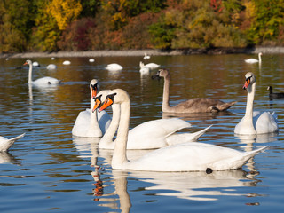 Group of swan birds in lake in autumn evening light
