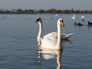 Pair of swan birds in lake in golden evening light