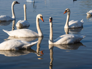 Group of swan birds in lake in golden evening light