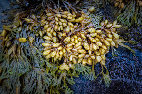 Fucus. Seaweed on the littoral of the White Sea on the Tersky coast in the Murmansk region. Russia. August 2019