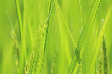 松崎町　夏の田んぼの風景