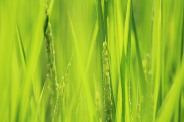 松崎町　夏の田んぼの風景