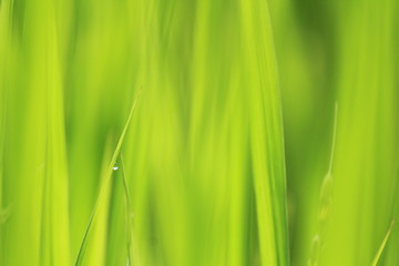 松崎町　夏の田んぼの風景