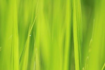 松崎町　夏の田んぼの風景