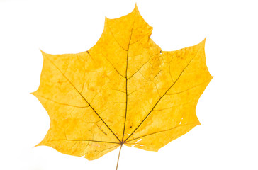 Autumn maple leaves on a white tree background. Golden autumn.