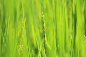 稲の花