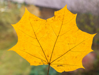 Naklejka na ściany i meble Autumn maple leaves on a white tree background. Golden autumn.