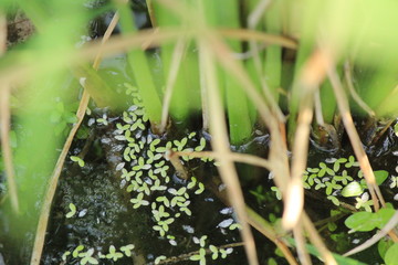 田んぼのアオウキクサ