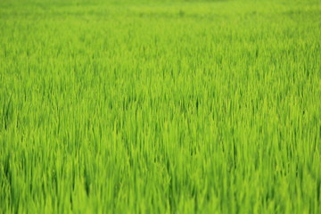 松崎町　夏の田んぼの風景