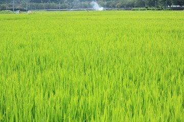松崎町　夏の田んぼの風景