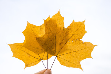 Autumn maple leaves on a white tree background. Golden autumn.