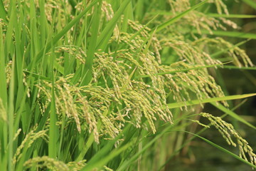 松崎町　夏の田んぼの風景