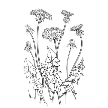 Dandelion flowers. Vector illustration. Black and white hand drawn image. Can be used for label, card, posters, postcard.