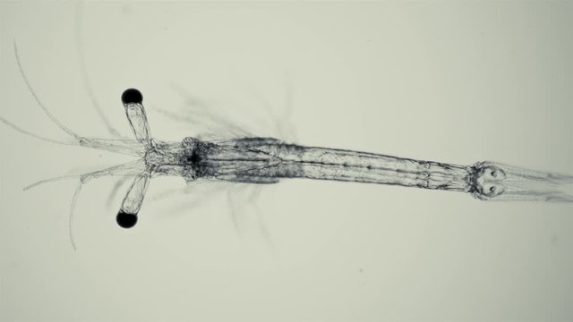 Black Sea plankton and zooplankton under a microscope, Mysid shrimp, looks very much like a shrimp, class Malacostraca, type Arthropoda, genus Mesopodopsis