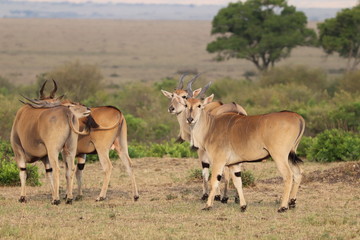Eland group, Masai Mara National Park, Kenya.
