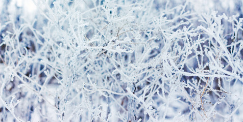 The branches of the tree covered with frost form a bizarre pattern_