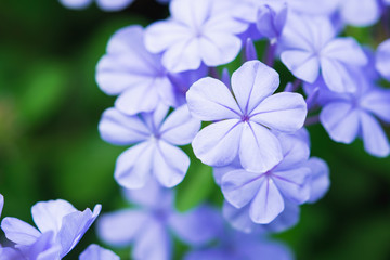 Closeup nature flower with copy space using as background concept