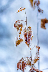 Frost covered dry leaves on a tree branch. The first frost_