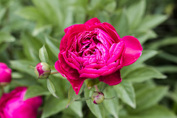 Peonies flower