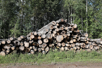 Trunks of felled trees are prepared for transportation on a timber truck