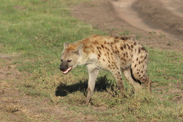 Spotted hyena walking, Masai Mara National Park, Kenya.