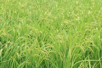 松崎町　夏の田んぼの風景