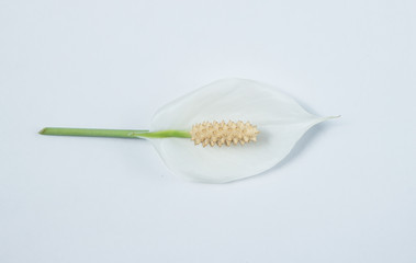 a Spathiphyllum flower. on white background