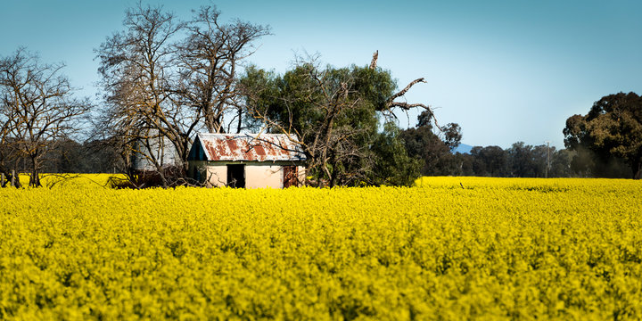Canola fields near Benalla in Spring, Victoria, Australia