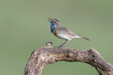 A small, brightly colored bird of the far north, the Bluethroat  (Luscinia svecica)