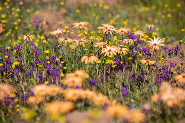 Wild Flowers at the Cederberg Mountains, Western Cape