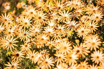 Wild Flowers at the Cederberg Mountains, Western Cape