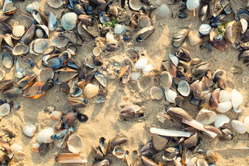 Verschiedene arten Muscheln auf dem Sand