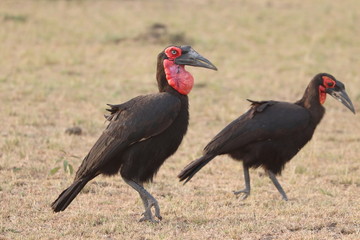 Ground hornbill, Masai Mara National Park, kenya.