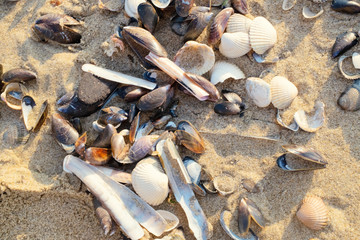 Verschiedene arten Muscheln auf dem Sand