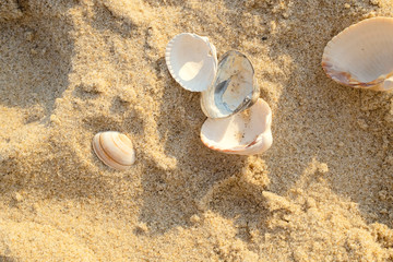  Muschel, liegen im Sand Blick von oben