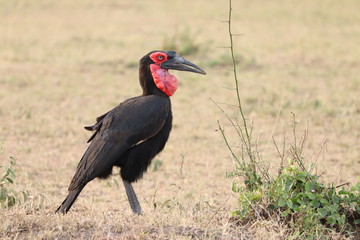 Ground hornbill, Masai Mara National Park, Kenya.