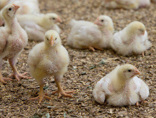 Chicklets. Chickenbarn. Stable. Poultry. Farming