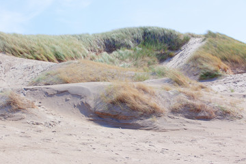 Gasbewachsene Sand-D&uuml;ne an der Niederl&auml;ndischen K&uuml;ste