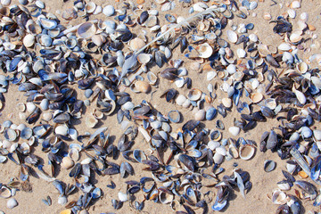 Viele Muscheln auf dem Sand liegen dicht nebeneinander