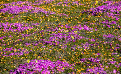 Obraz premium Wild Flowers at the Cederberg Mountains, Western Cape