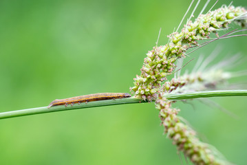 Aedia leucomelas caterpillar. Noctuidae. Aka The Eastern Alchymist, Sweet Potato Leaf Worm or Sorcerer moth.