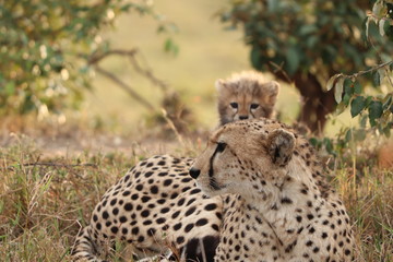 Cheetah mom with her cub, Masai Mara National Park, Kenya.