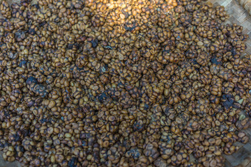 Unprocesed raw grains pf Kopi Luwak Coffee or weasel coffee from Java Indonesia