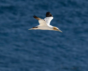 Northern Gannets