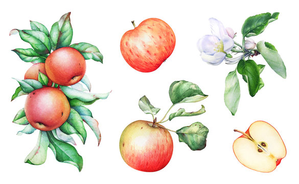 Watercolor apple tree branches with apples and flowers.