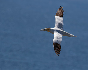 Northern Gannets