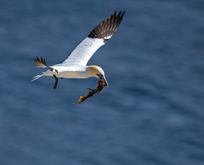 Northern Gannets