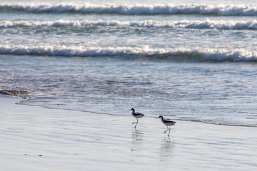 Pied Avocet at the Western Cape